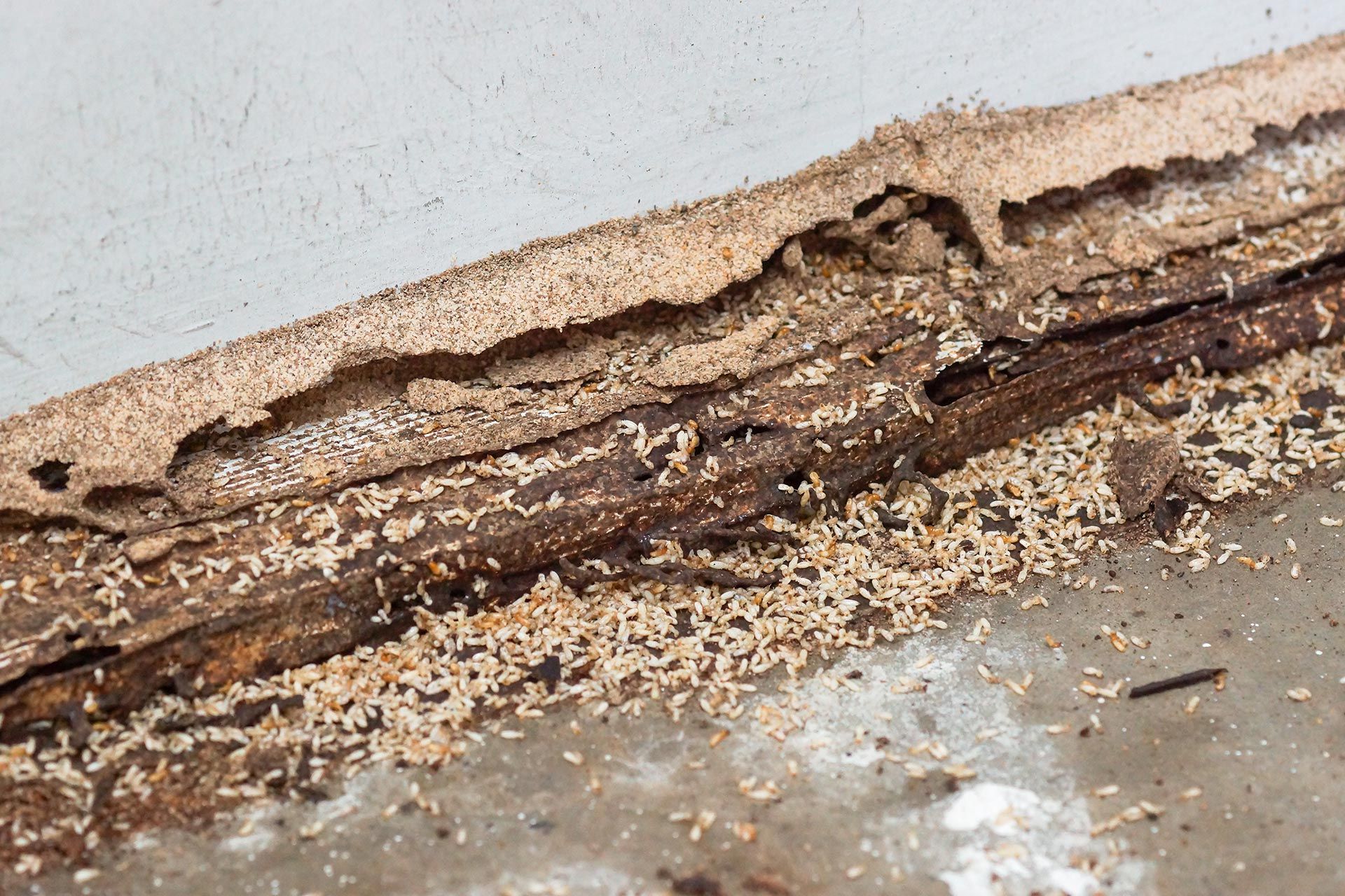 Pilgrim Pest Professionals is a termite exterminator that offers termite control services and termite removal services.