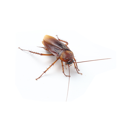 Pilgrim Pest Professionals offers cockroach control & cockroach treatment services.