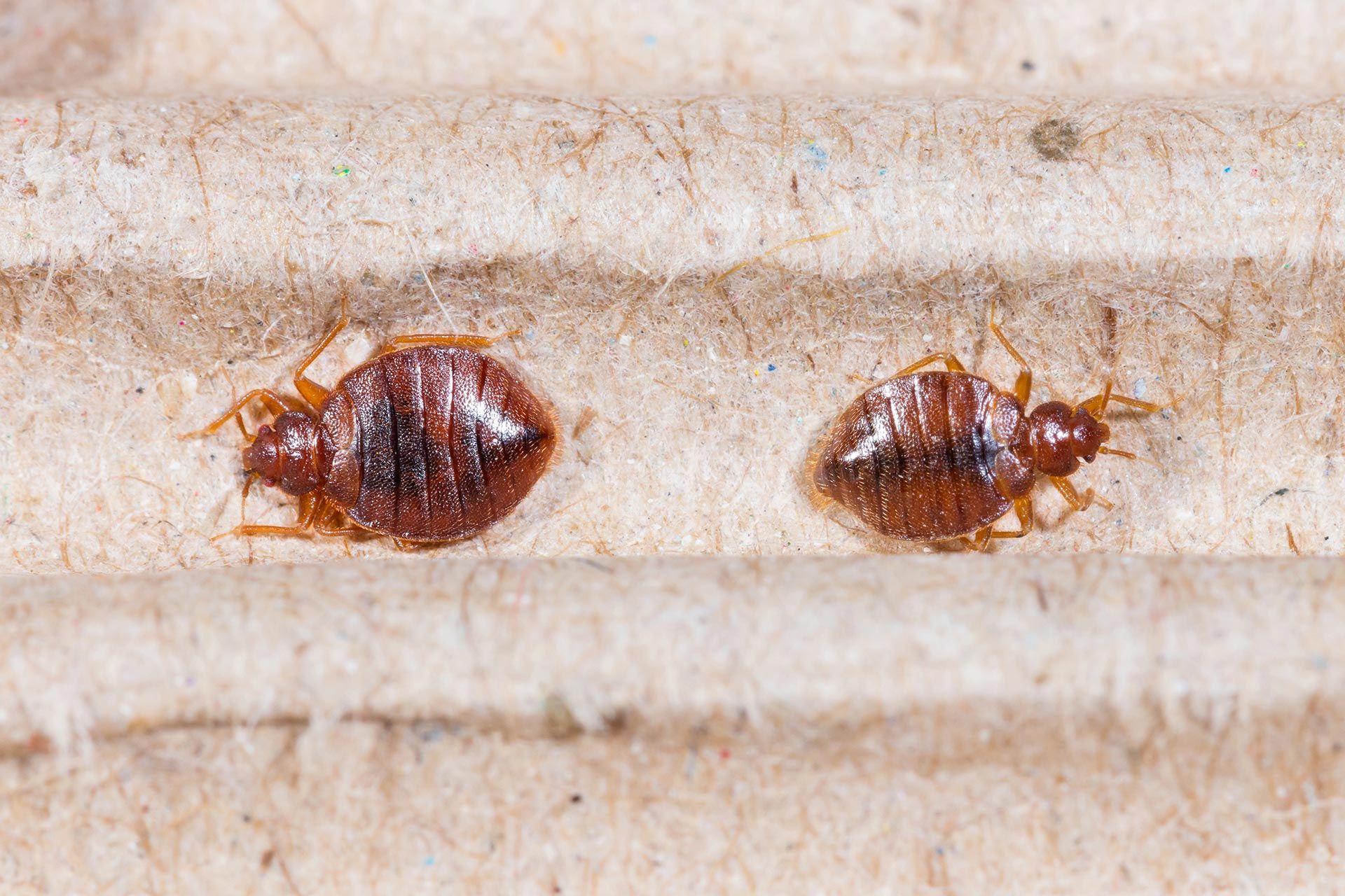 Pilgrim Pest Professionals is a bed bug exterminator that offers bed bug control services and bed bug removal services.