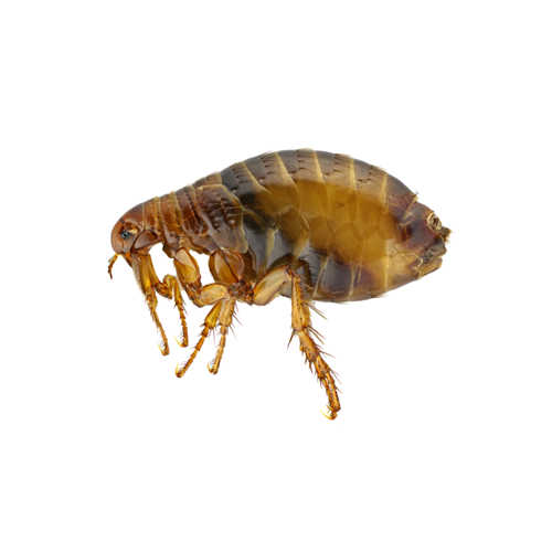 Pilgrim Pest Professionals offers flea control & flea extermination services.