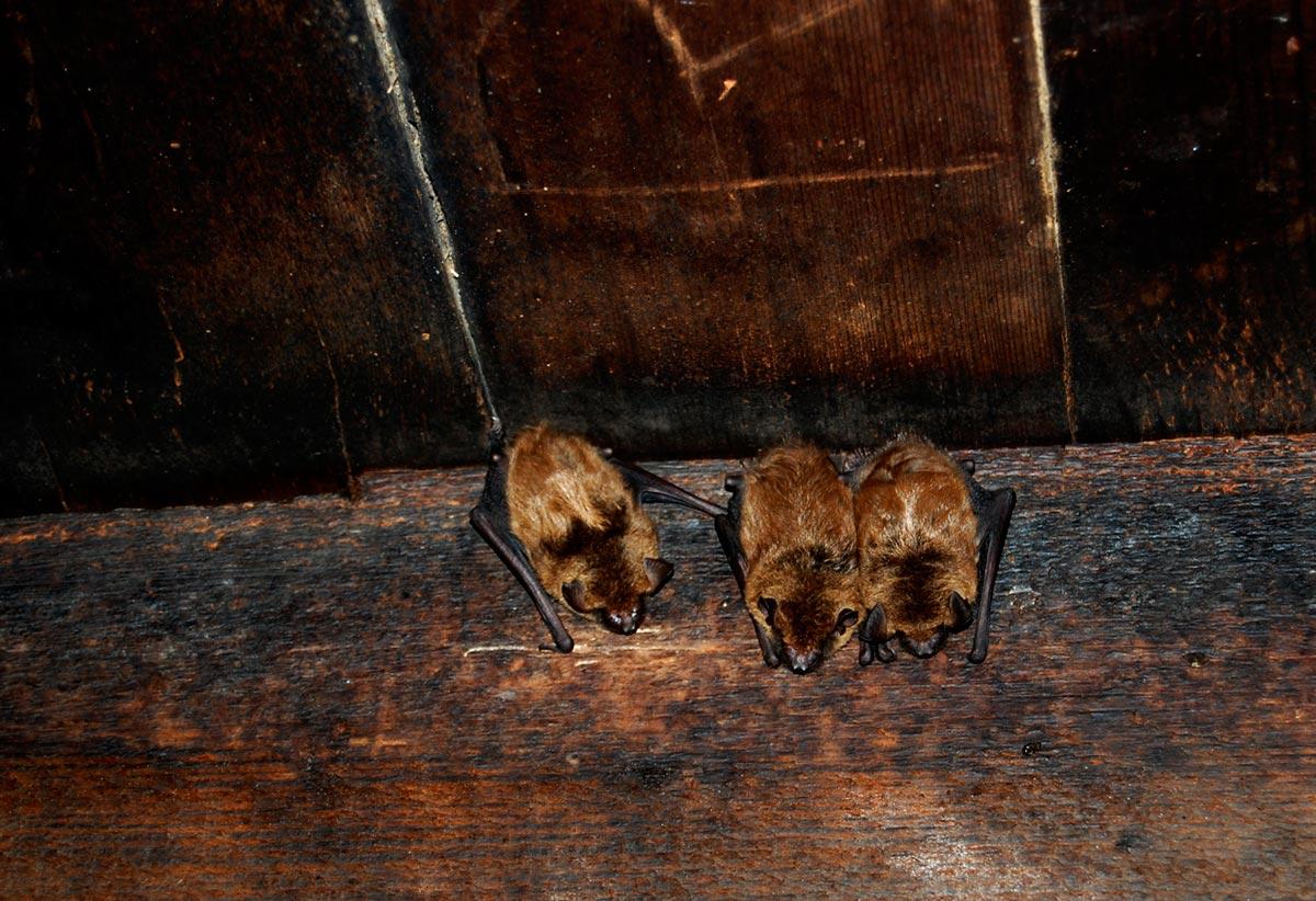 Pilgrim Pest Professionals is a professional bat removal company.