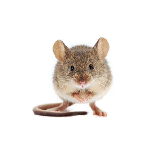 Pilgrim Pest Professionals offers mice control & mice removal services.