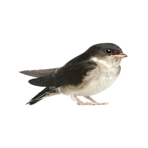 Pilgrim Pest Professionals offers bird control & bird removal services.
