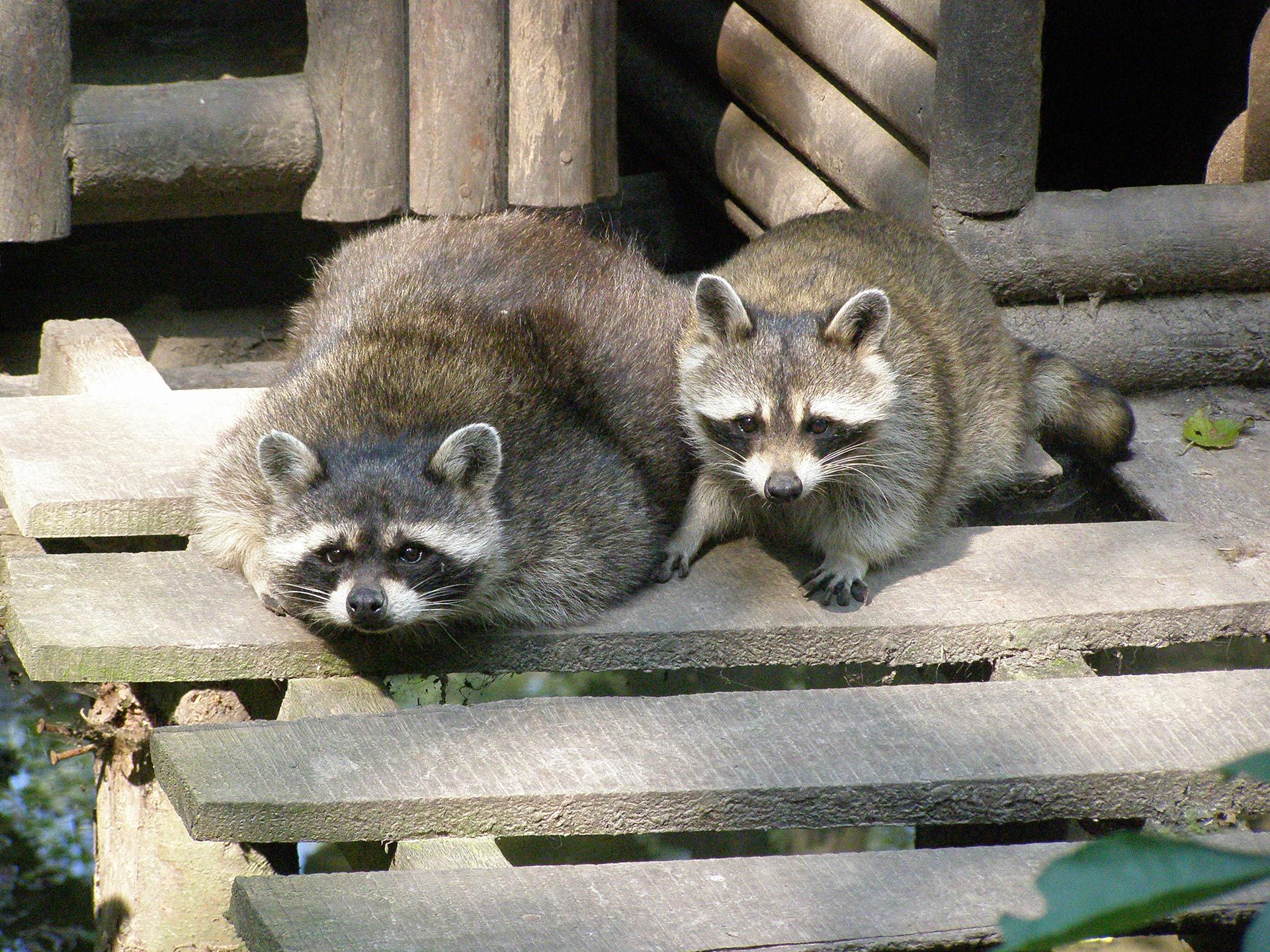 24/7 Raccoon Removal Services - Raccoon Control & Exclusion