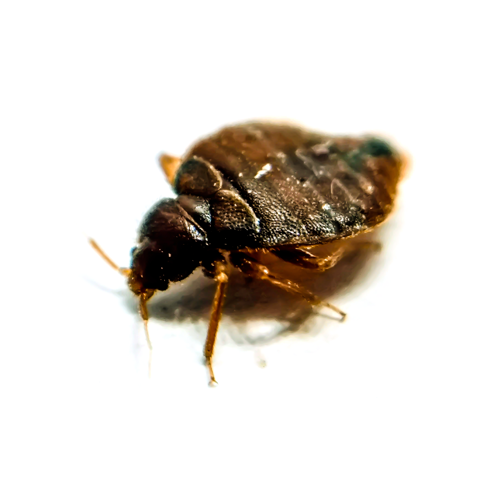 Pilgrim Pest Professionals offers bed bug control & bed bug extermination services.