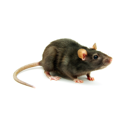 Pilgrim Pest Professionals offers rat control & rat removal services.