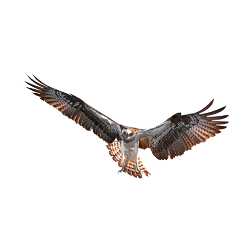 Pilgrim Pest Professionals specialize in Cape Cod osprey control and Cape Cod osprey removal services.