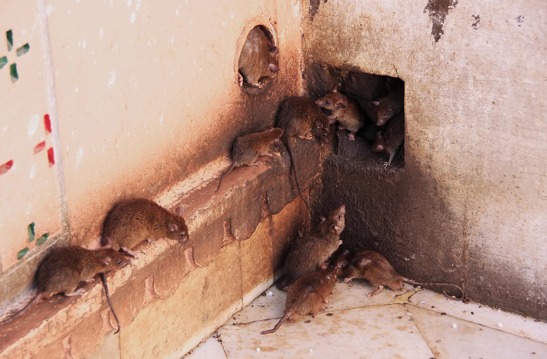 Pilgrim Pest Professionals is a rat exterminator and offers rat removal, rat control, and rat exclusion services.