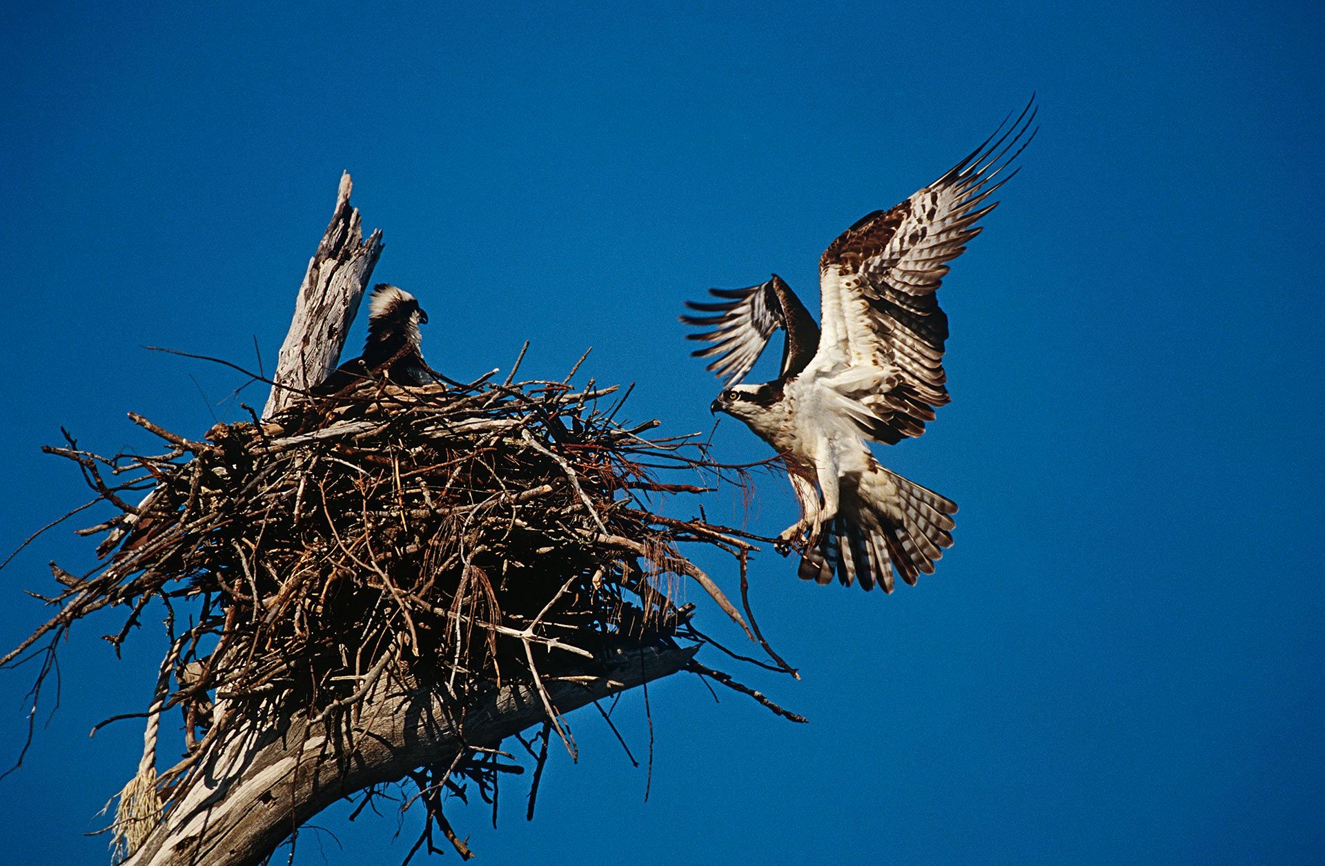 Pilgrim Pest Professionals is osprey control company that offers osprey removal services throughout MA and Cape Cod.