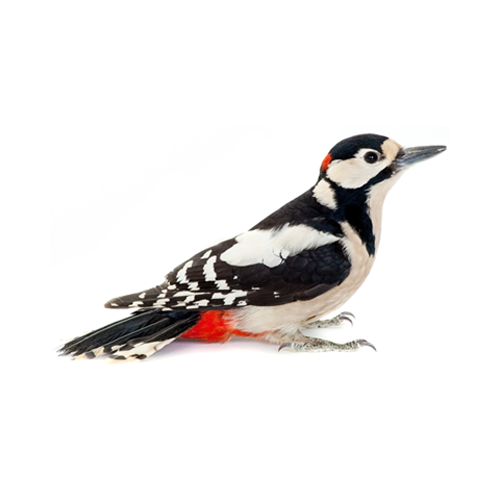 Pilgrim Pest Professionals specialize in woodpecker control services.
