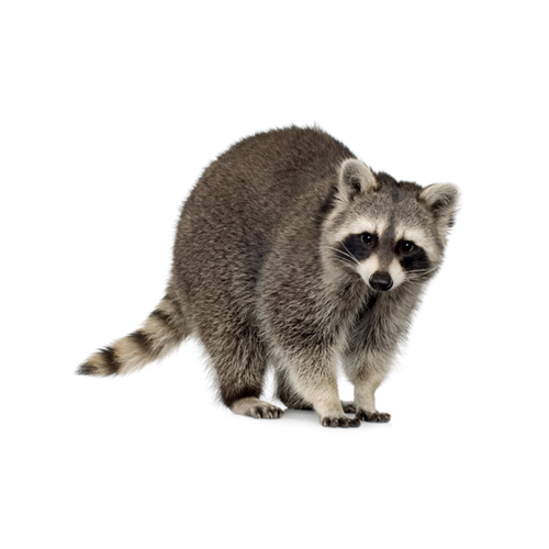 Pilgrim Pest Professionals offers raccoon control & raccoon removal services.