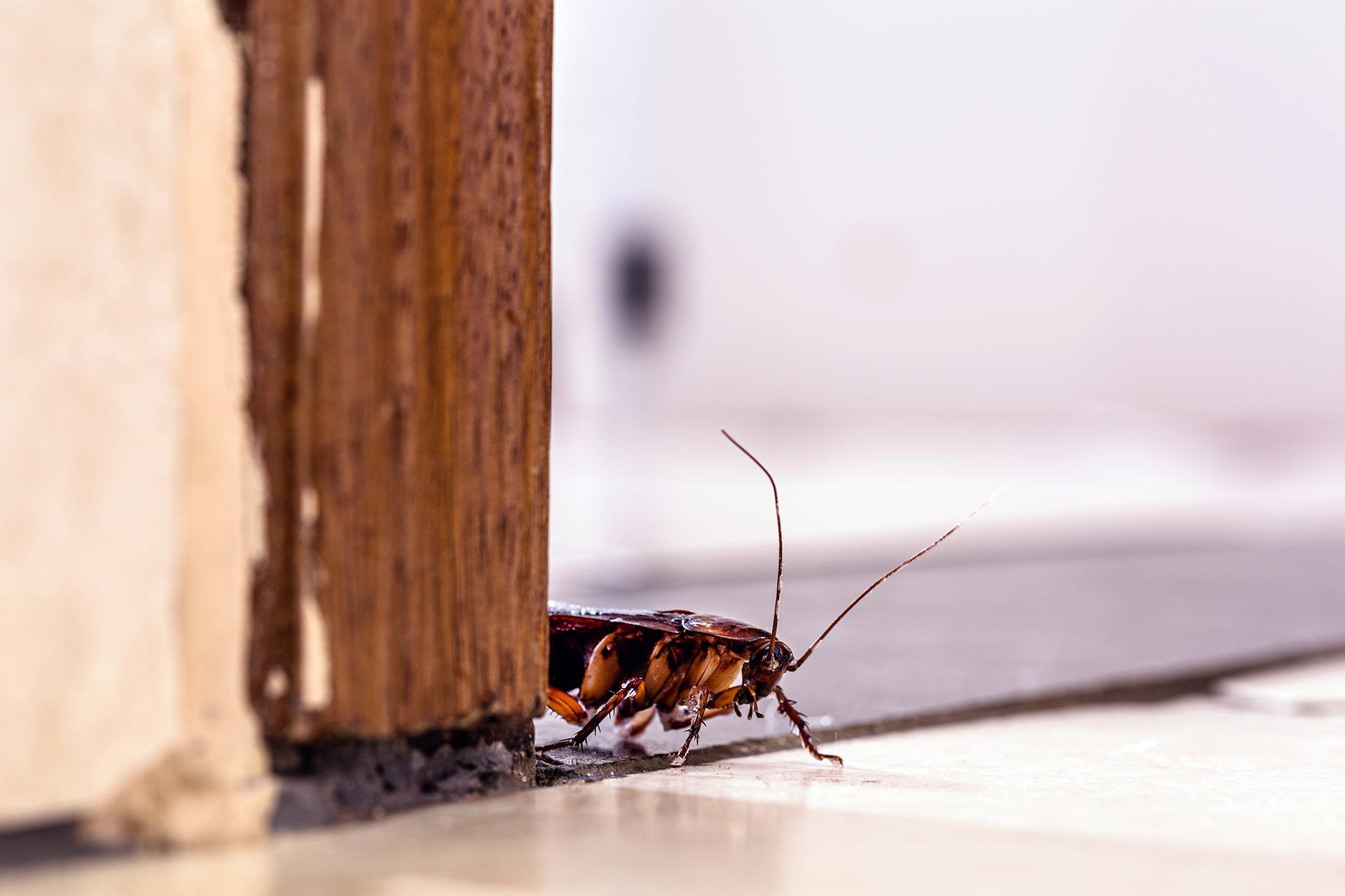 Pilgrim Pest Professionals has a team of expert cockroach exterminators for residential and commercial properties that need cockroach control services.