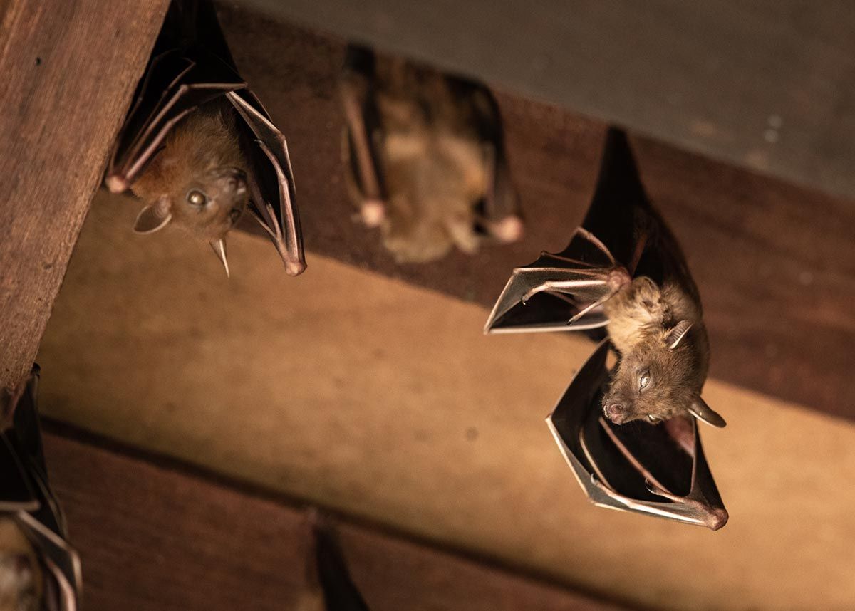 Pilgrim Pest Professionals is a bat exterminator and offers bat removal, bat control, and bat exclusion services.