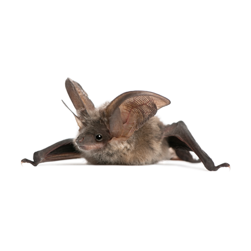 Pilgrim Pest Professionals offers bat control & bat removal services.