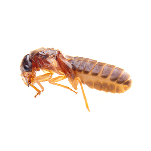 Pilgrim Pest Professionals offers termite control & termite extermination services.