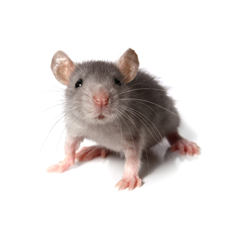 Pilgrim Pest Professionals offers rodent control & rodent extermination services.