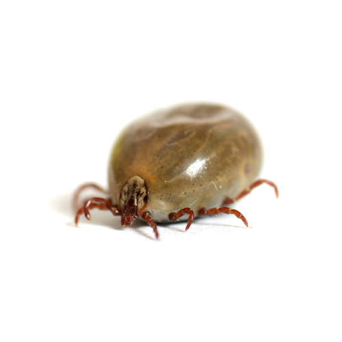 Pilgrim Pest Professionals offers tick control & tick treatment services.