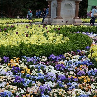 Toowoomba Carnival Of Flowers