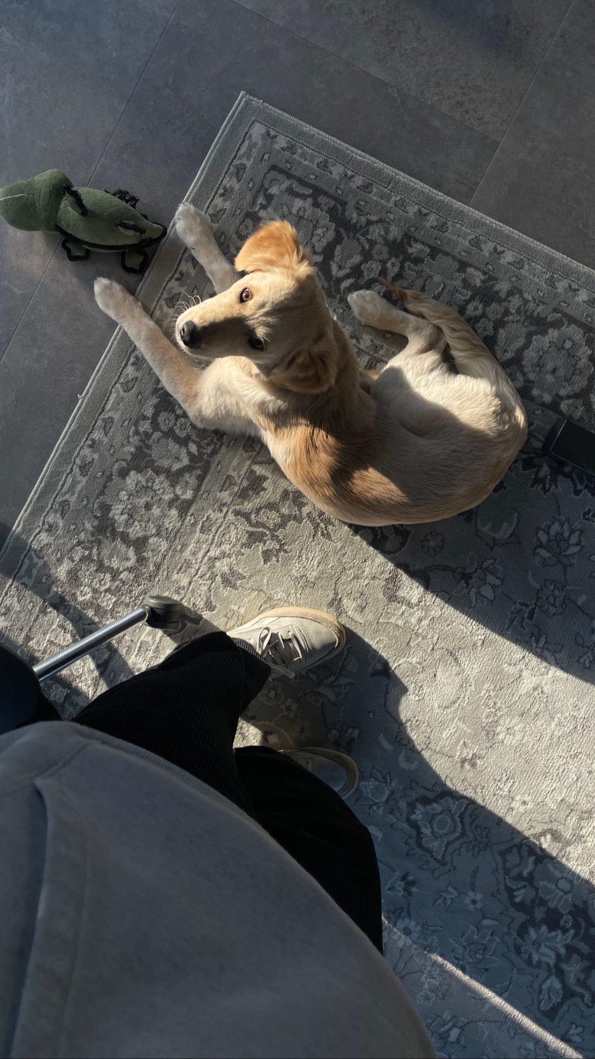 cute golden aussie chilling on the floor