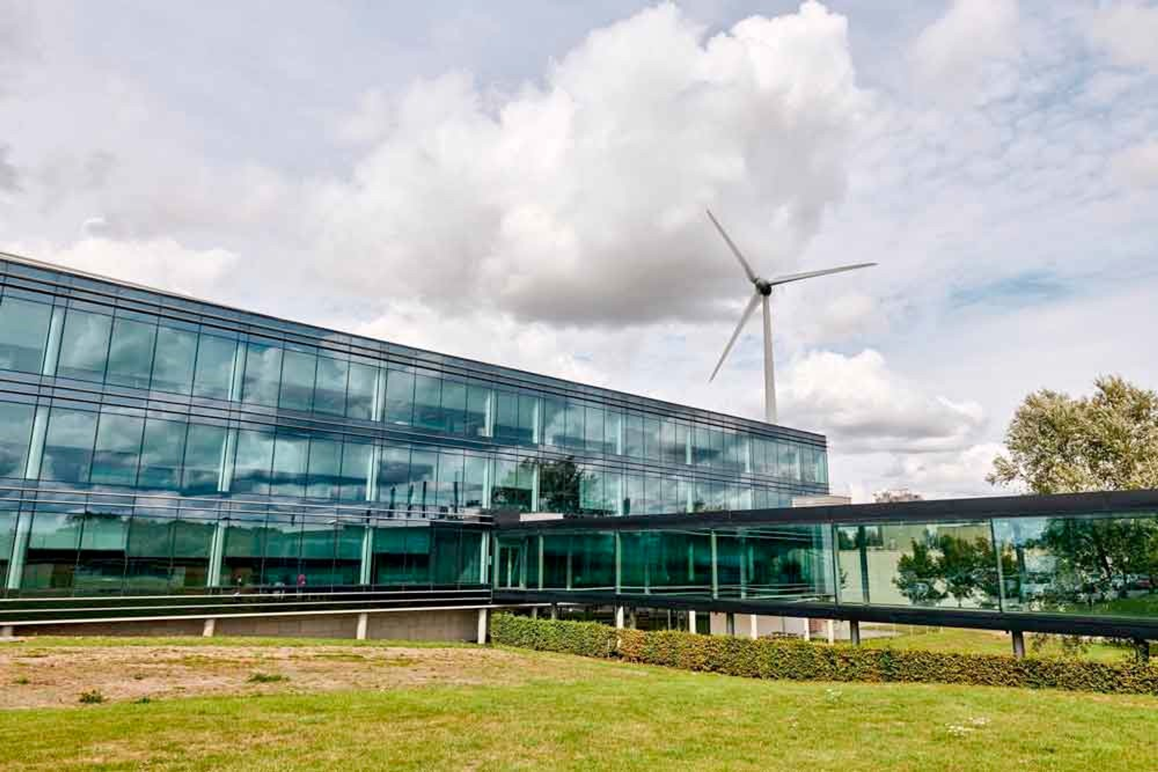 windturbine with daisy and herbs
