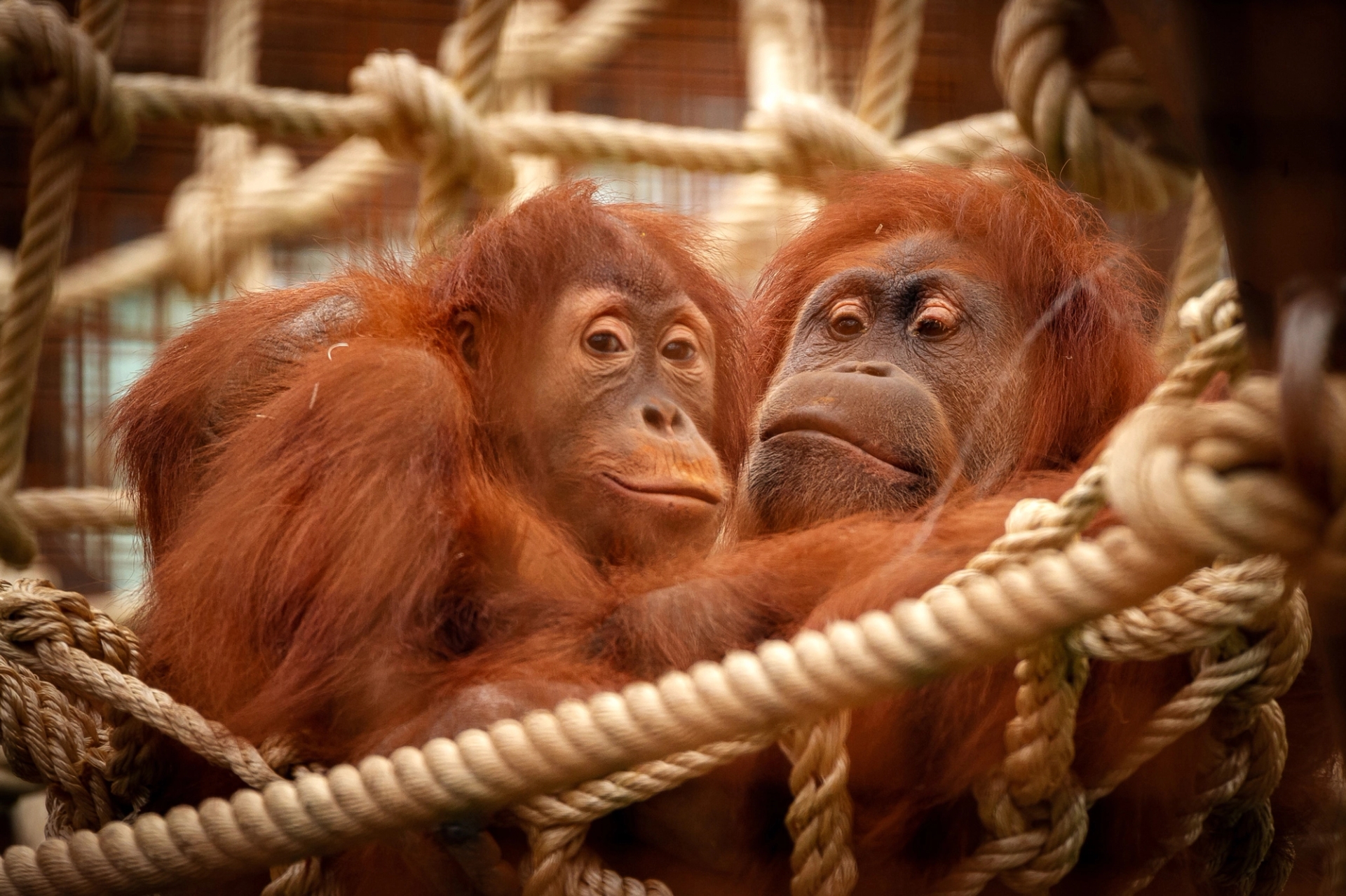 15 % de réduction sur les tickets d’entrée chez ZOO Planckendael