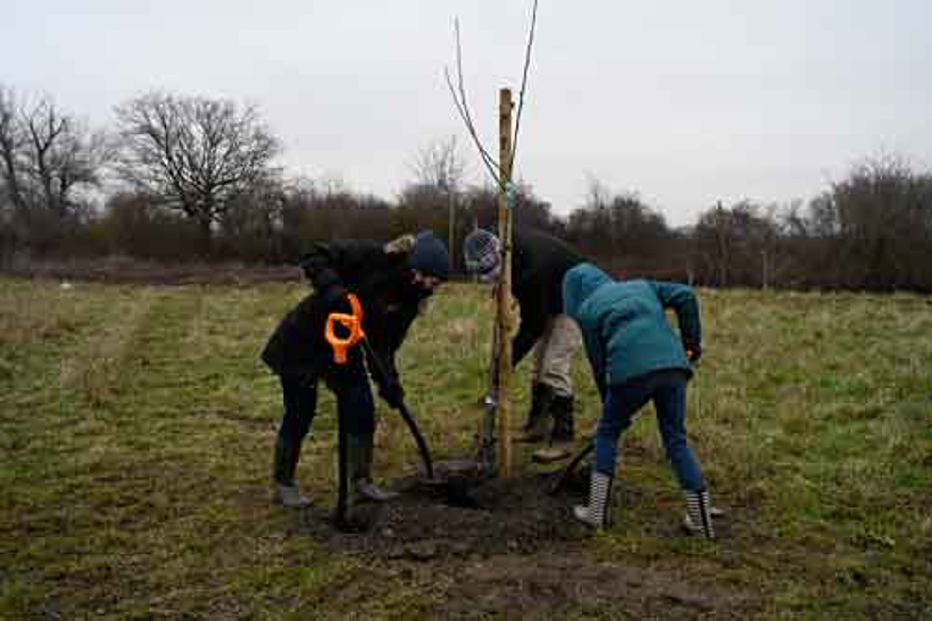 3.000 bomen