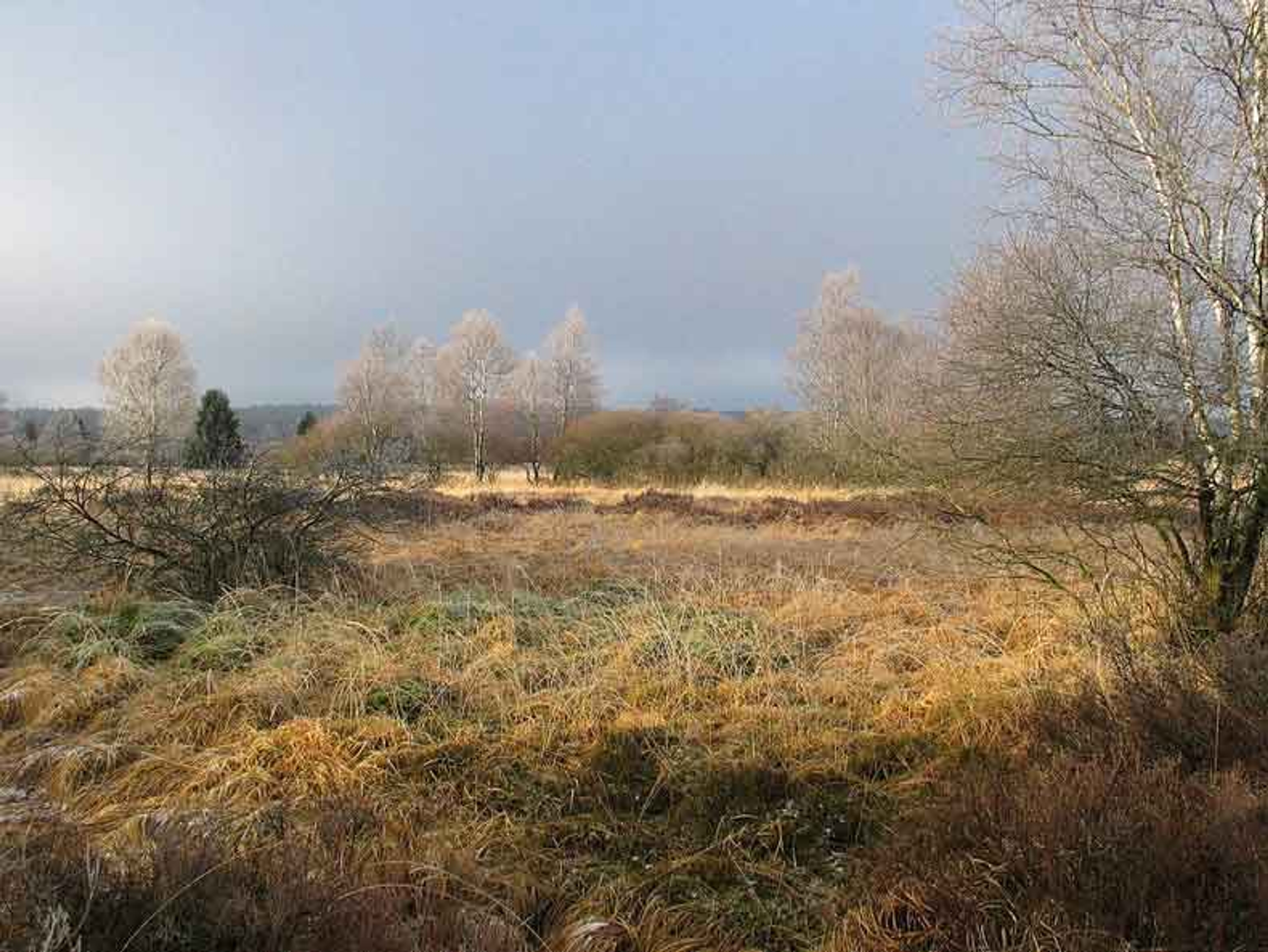 Ontwikkeling van gebieden die bevorderlijk zijn voor de biodiversiteit