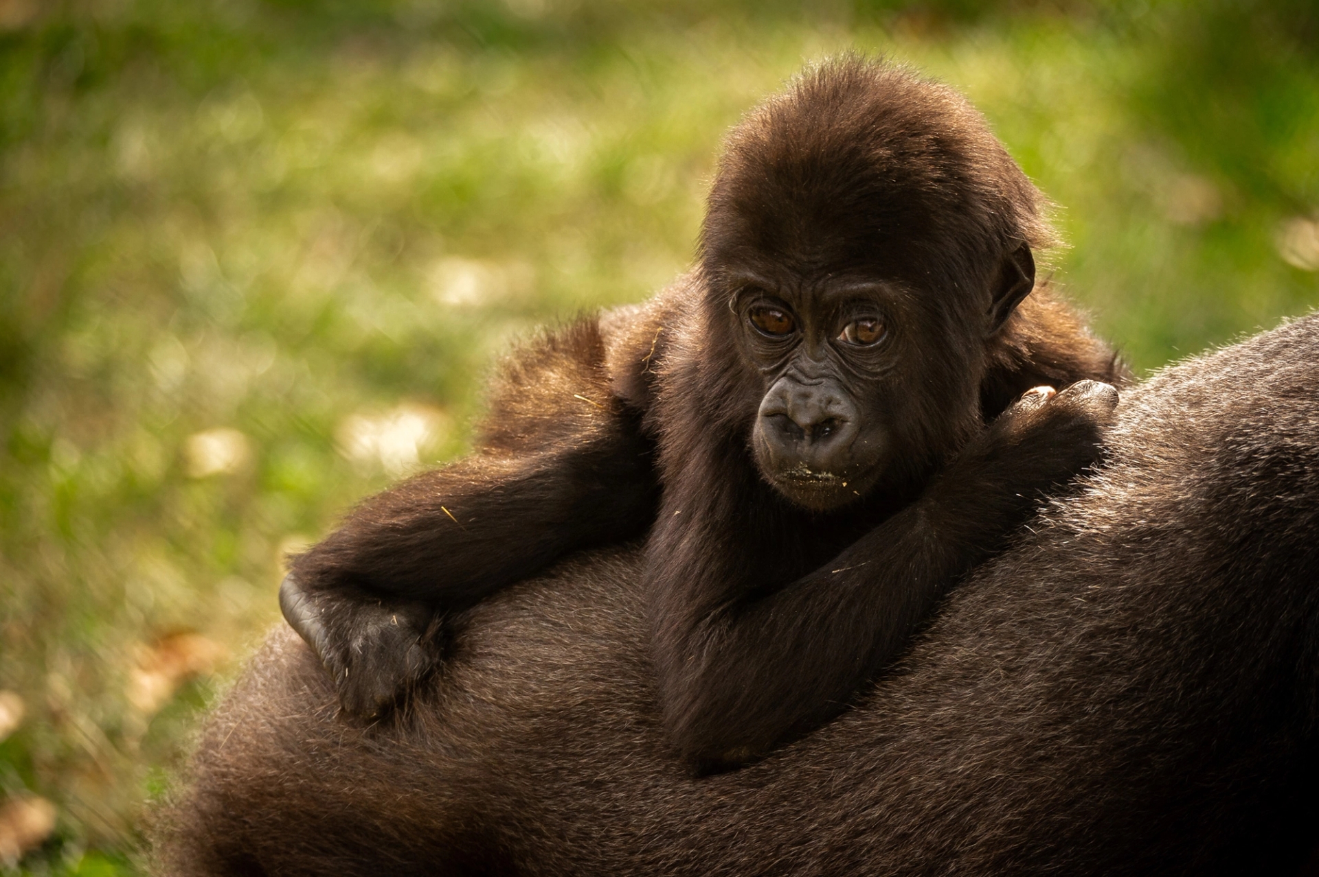 15% korting op toegangstickets bij ZOO Antwerpen