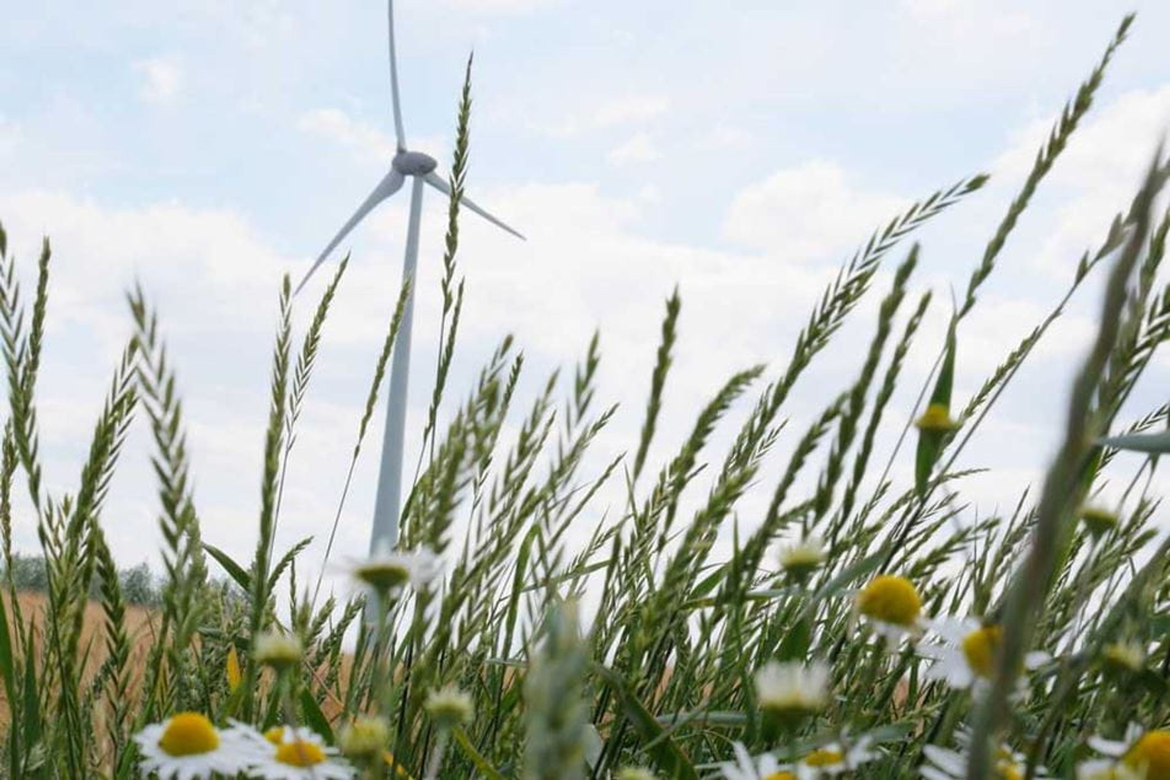 Madeliefjes en gras op de voorgrond, windturbine in de achtergrond.