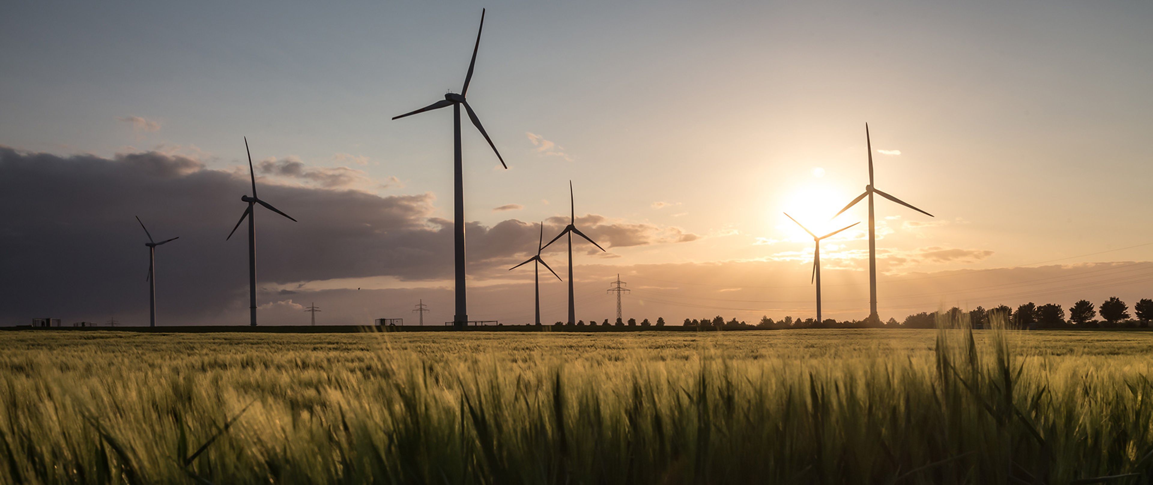 Champ de blé traversé par plusieurs éoliennes au coucher du soleil