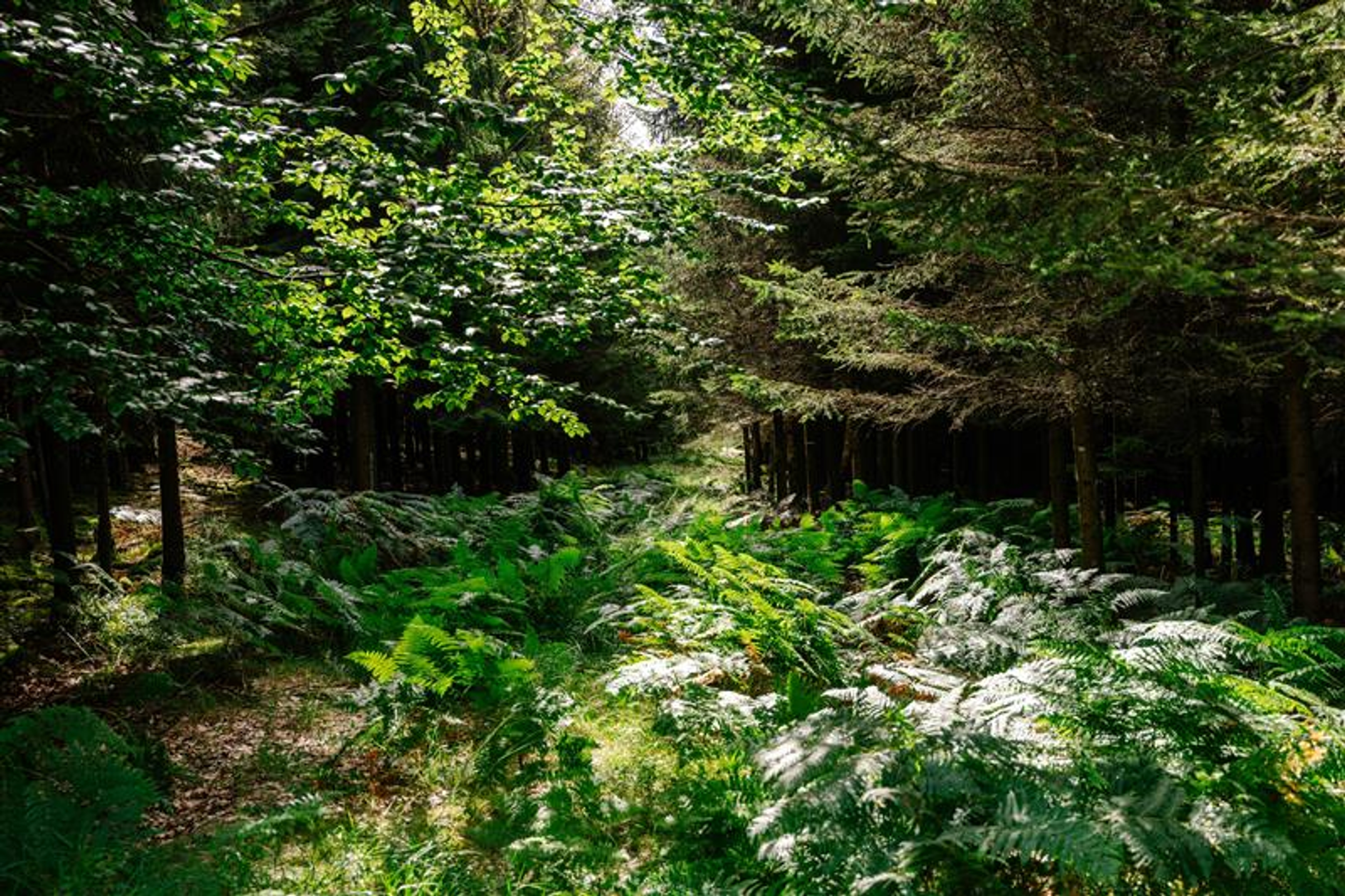 Kleine open plek in het bos met frisgroene varens