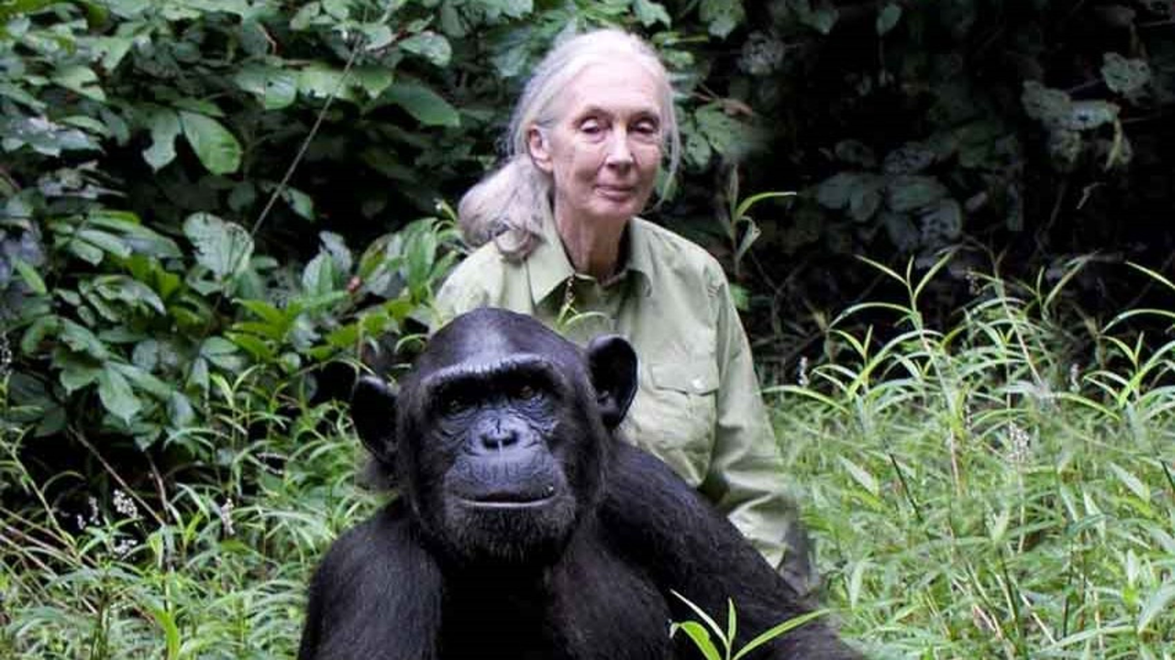 Jane Goodall avec un chimpanzé