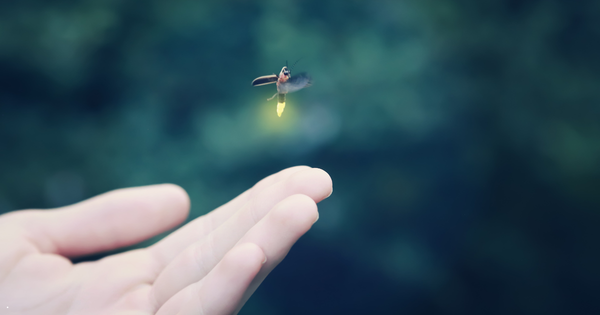 New Harmony After Dark: The Fireflies That Light Up Our Nights