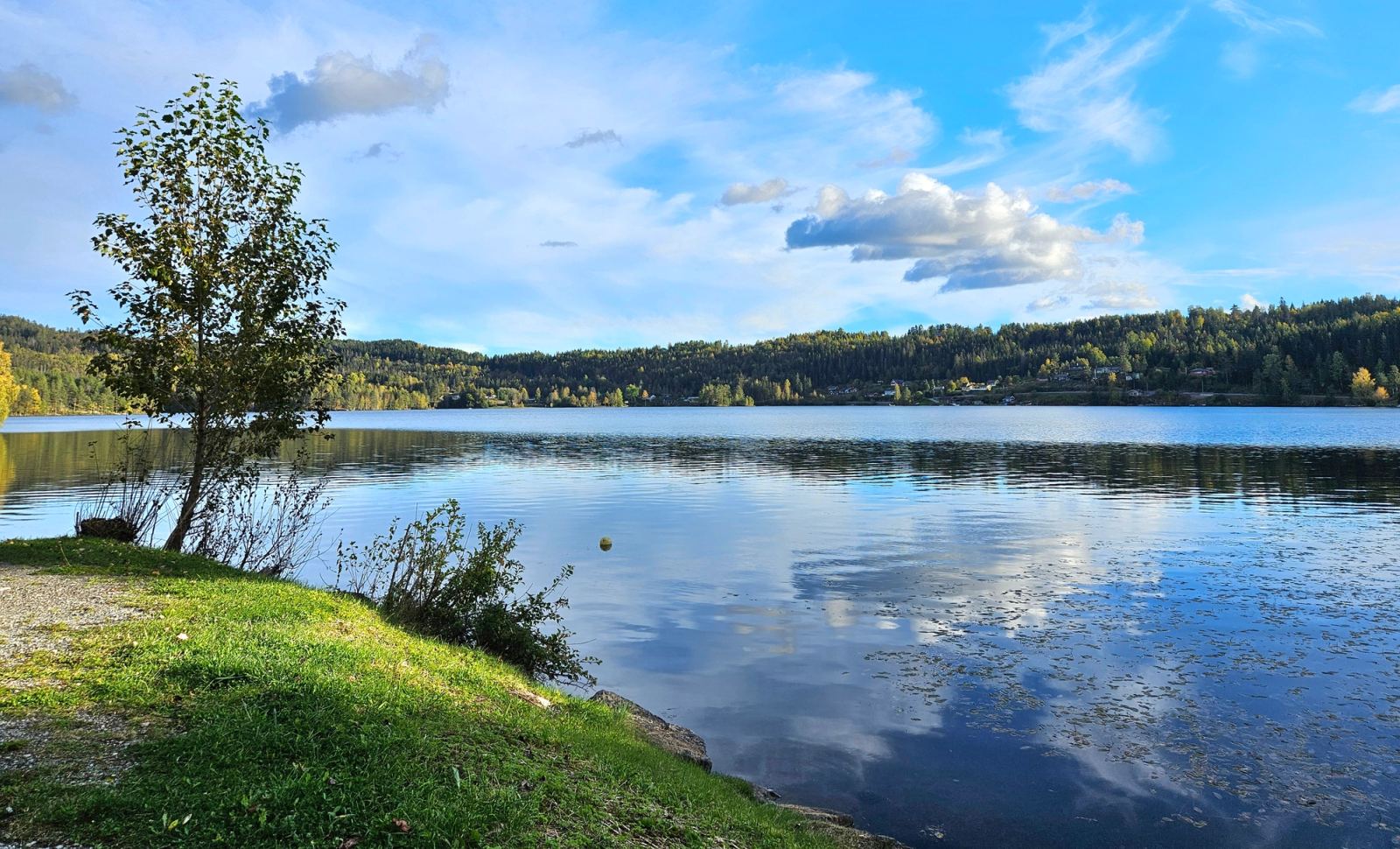 Hagatjern en solrik dag, med stille vann, skogkledde åser og et lite tre i strandkanten.