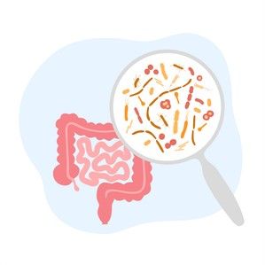 Some gut bacteria can become harmful if the microbiome composition balance is lost. 