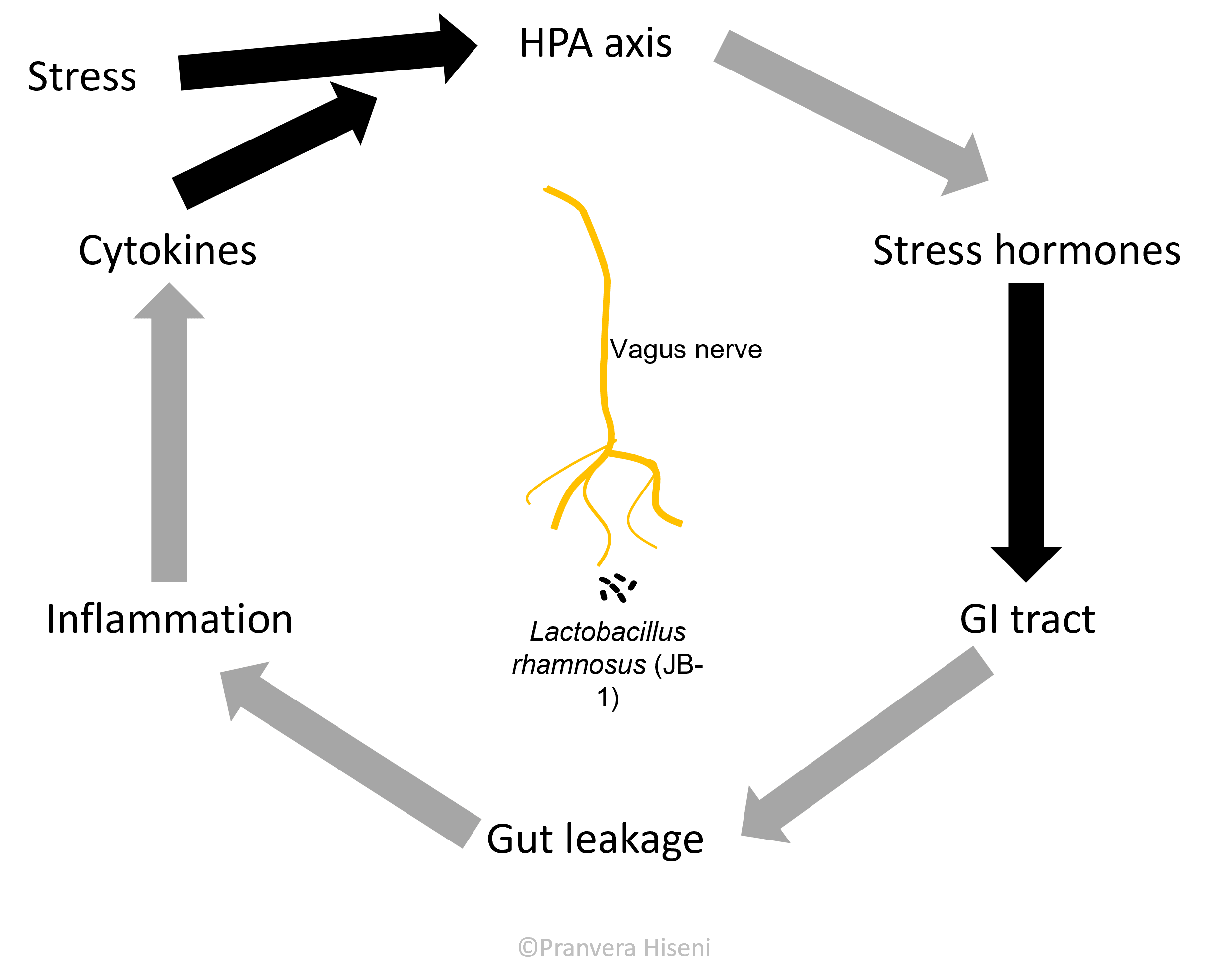The vicious stress cycle involving the HPA axis and a leaky gut