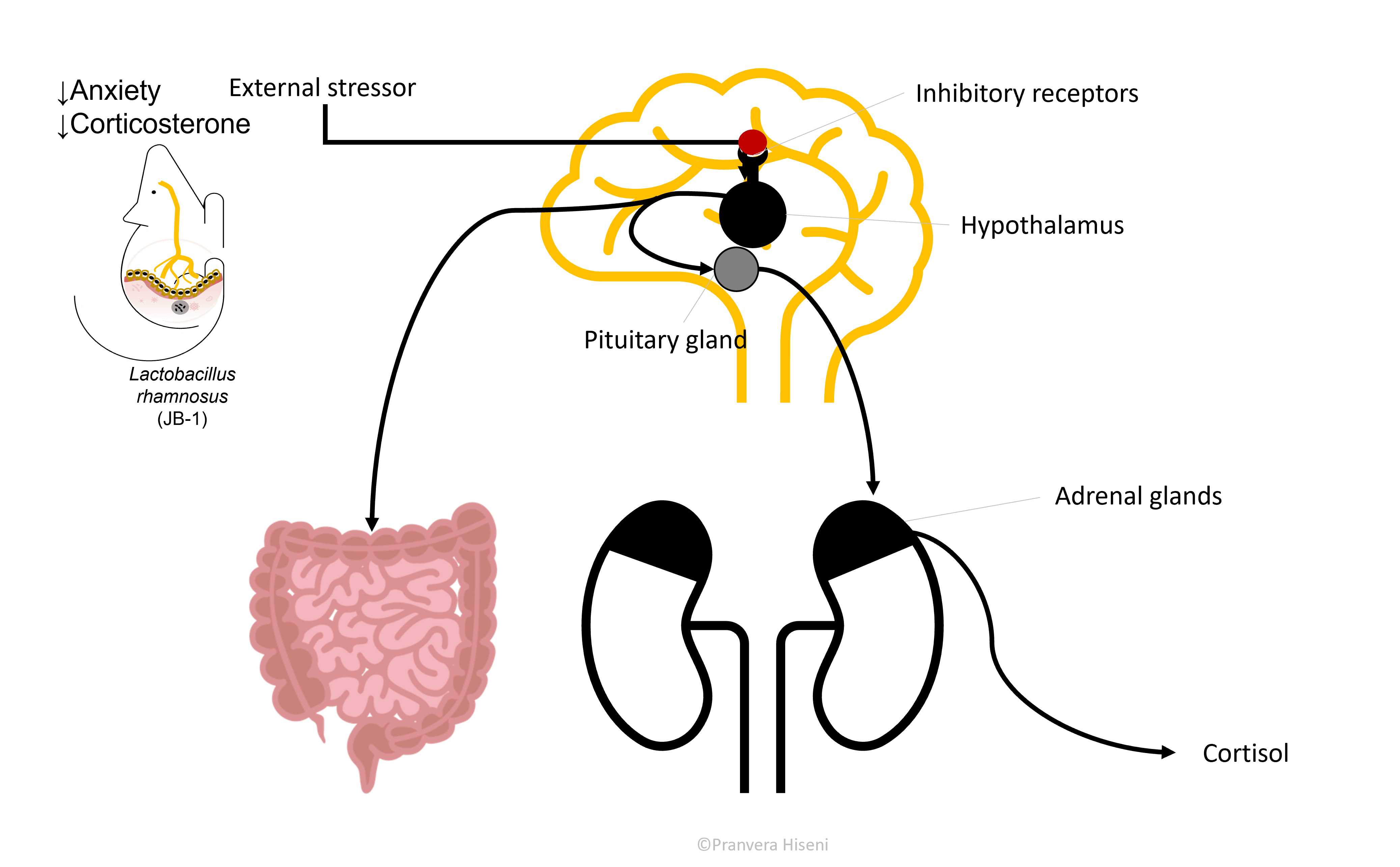 An illustration of the HPA axis (hypothalamus, pituitary and adrenal gland), involved in the production of the stress hormone (cortisol in humans, corticosterone in rodents) while at the same time sending signals to the gut when stimulated.