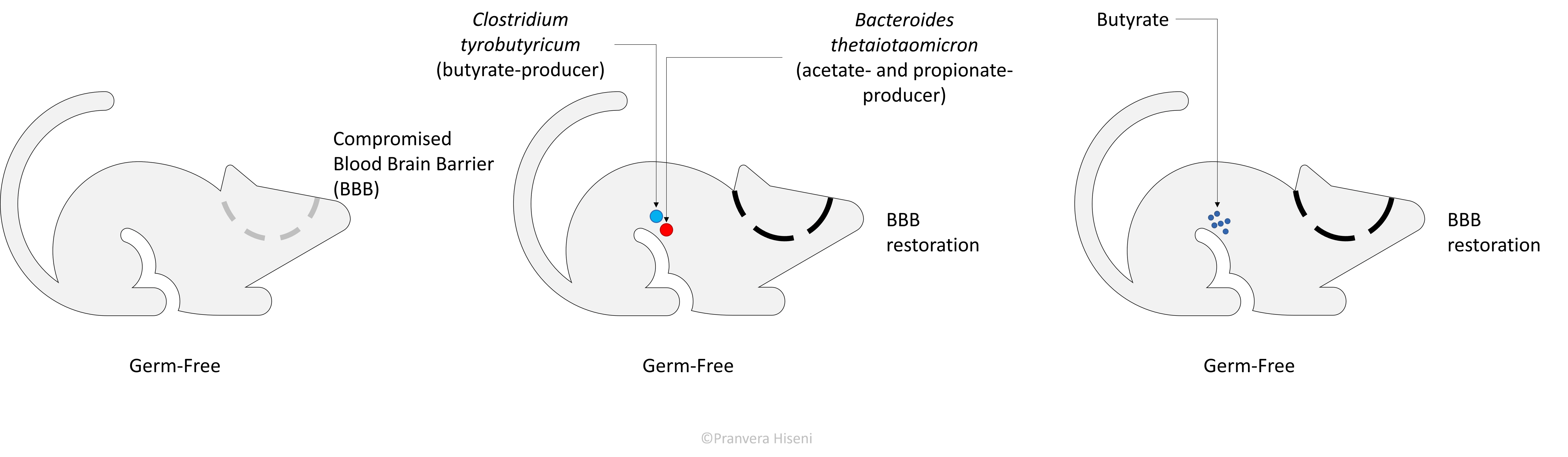 Germ-free mice illustration