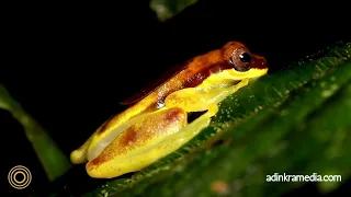 Whispers of the Earth | Original Nature Documentary Music