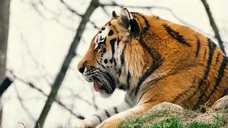 Tiger Cinematic Music | Indian-Inspired Wildlife Score | Eye of the Tiger