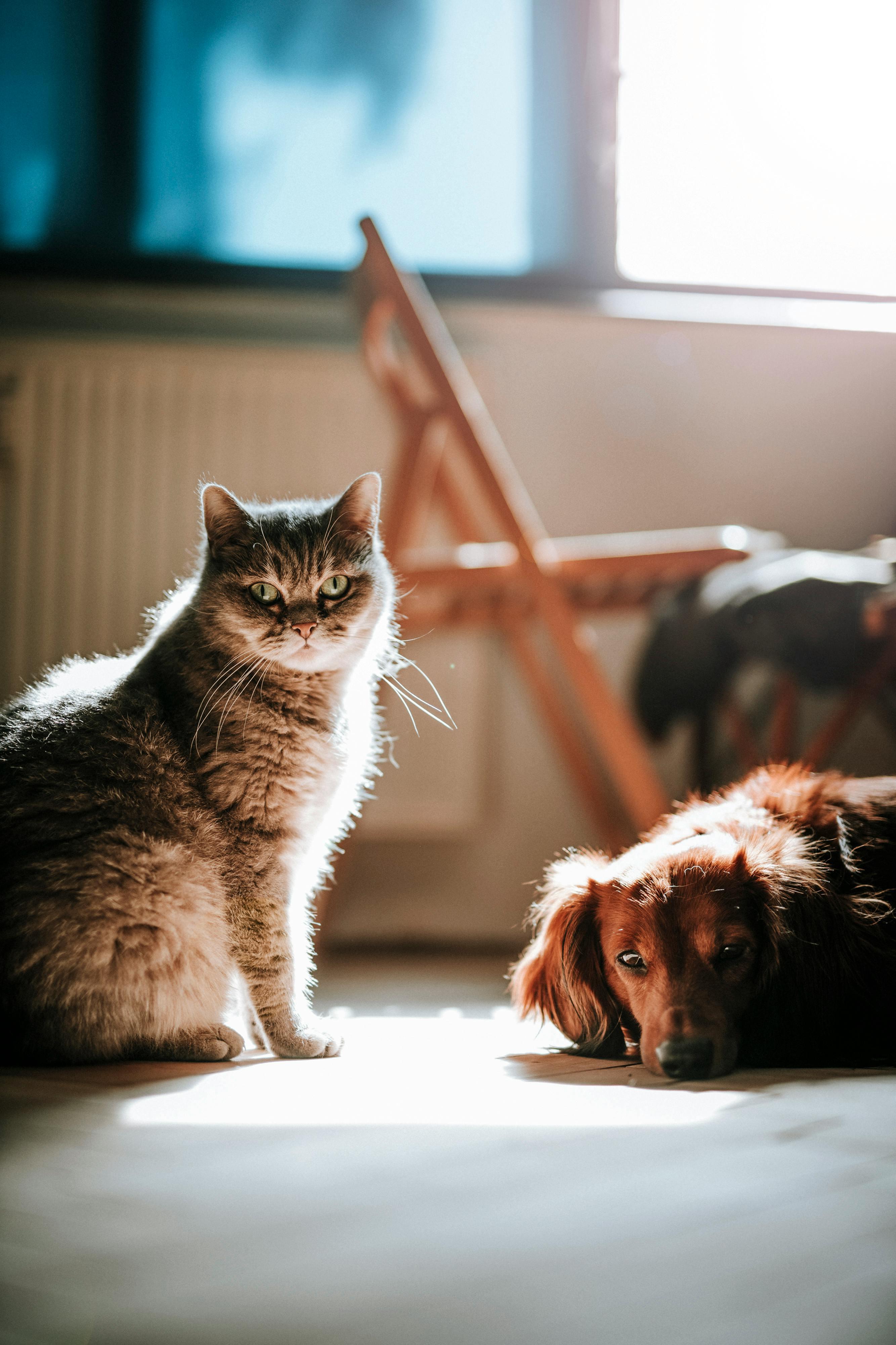 Pet Directive