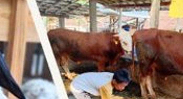 Bibit & Benih Kebun Anak