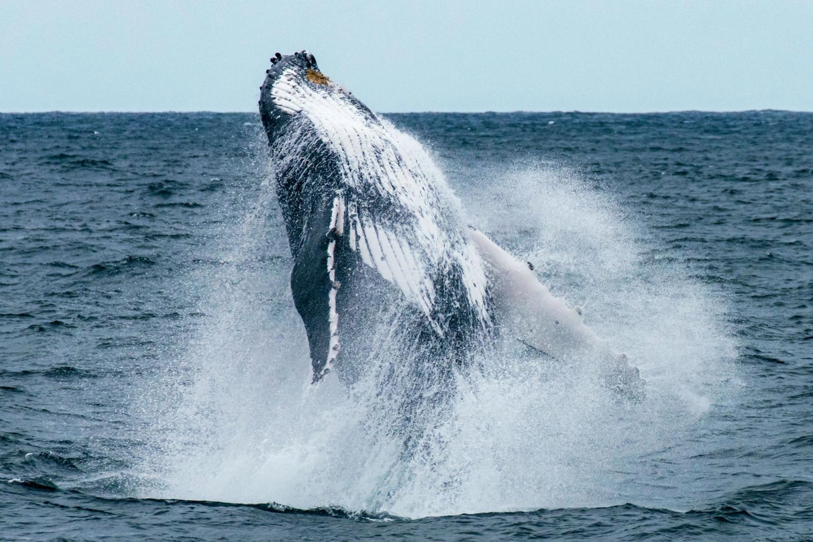 A humpback whale breaching offshore