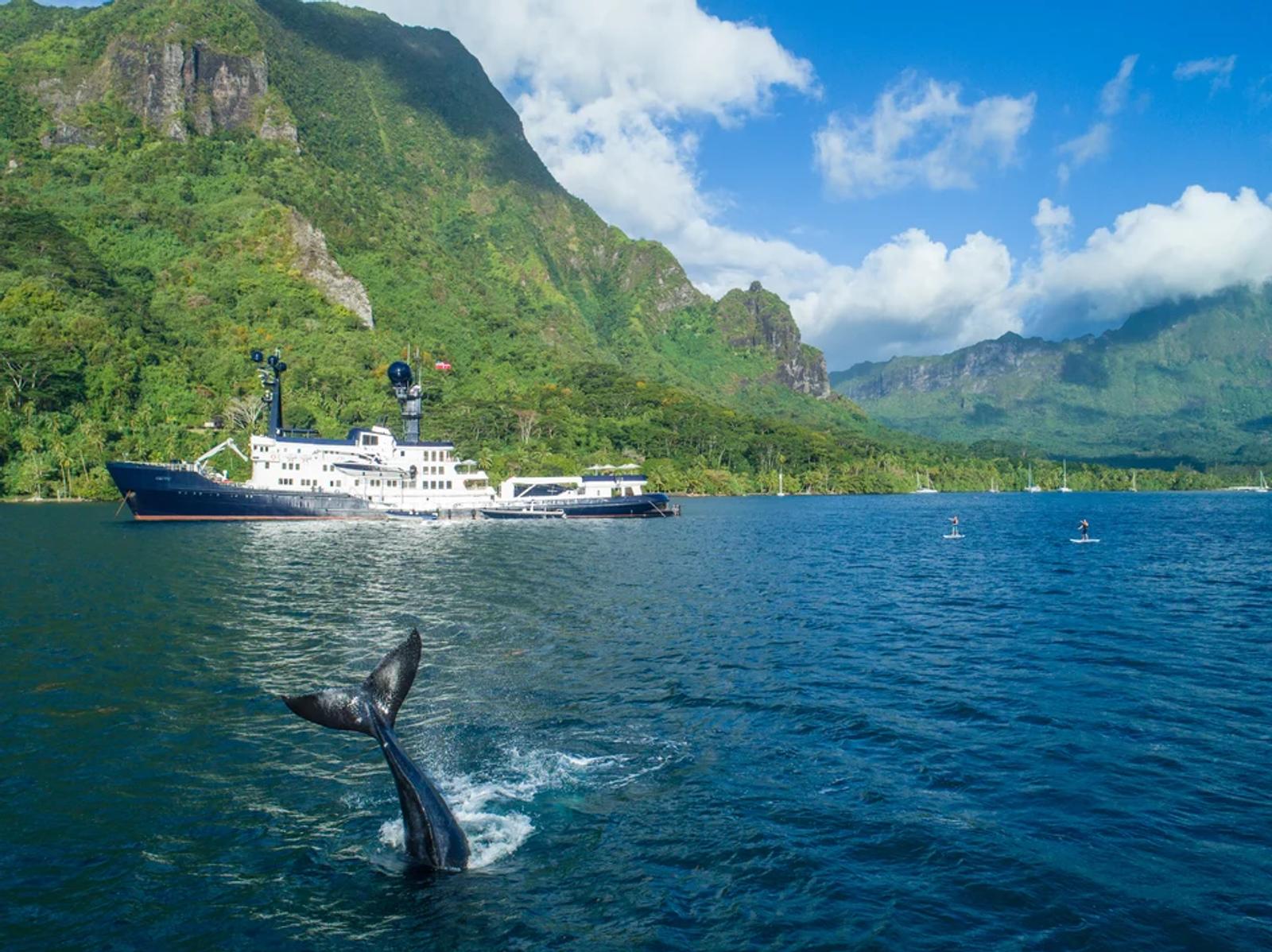ARCTIC — moorea whale paddleboards