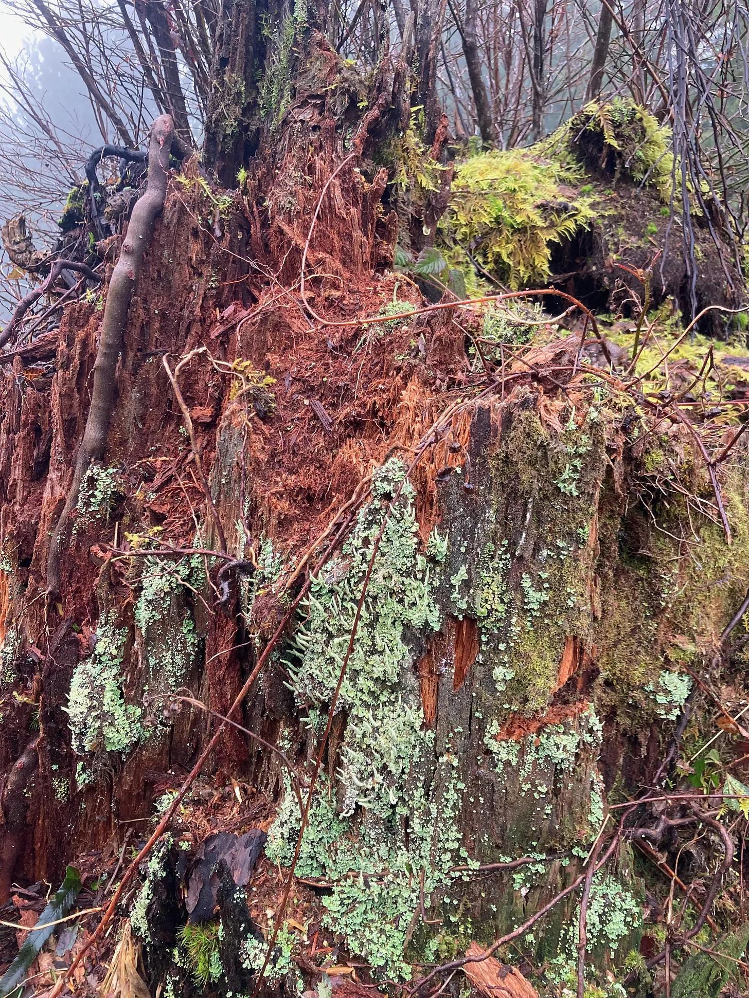 lichen, grasses, moss and leaves cover a stony mound