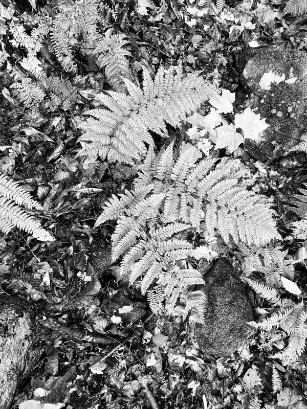black and white image depicting ferns on the forest floor