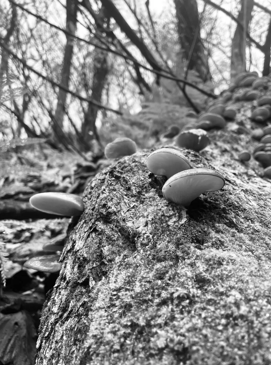 mushrooms growing on a tree trunk