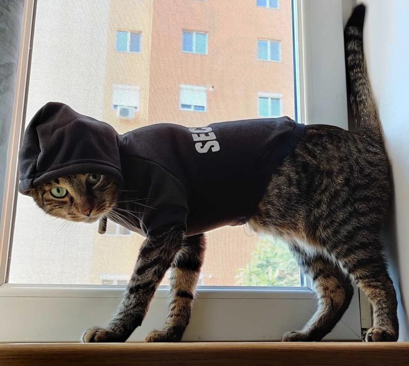 Security team cat