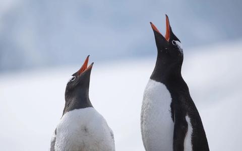 Can You Do an Antarctica Cruise Under $5,000? Real Options Explained