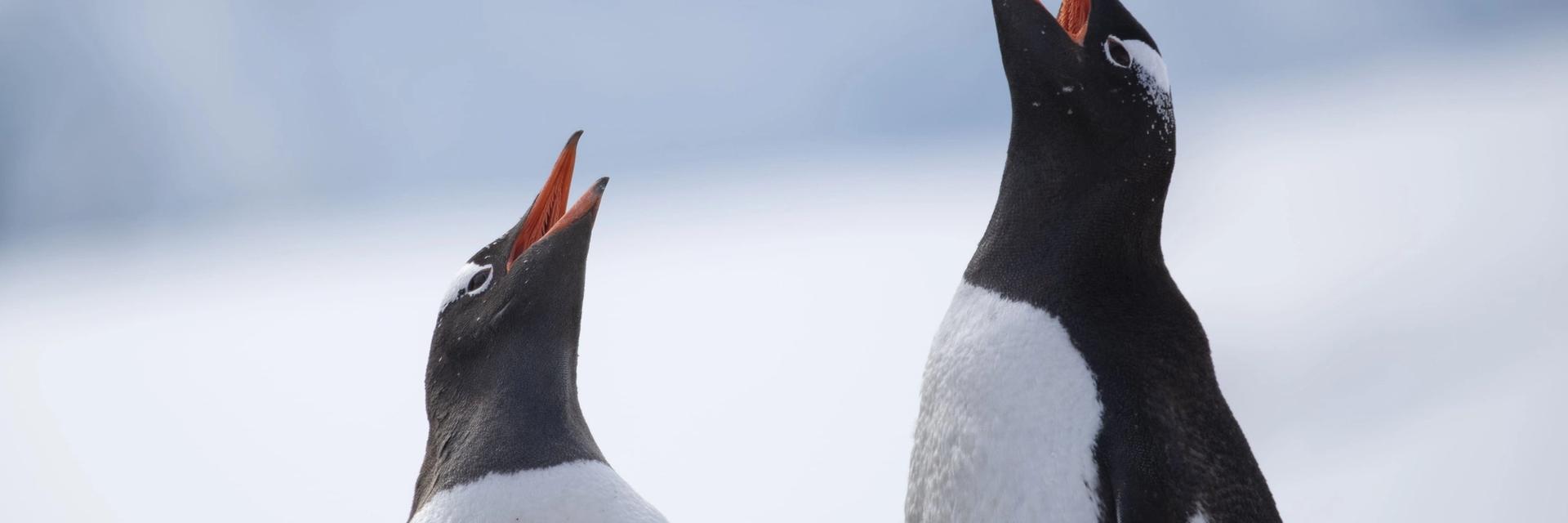 expedition cruise antarctica penguins
